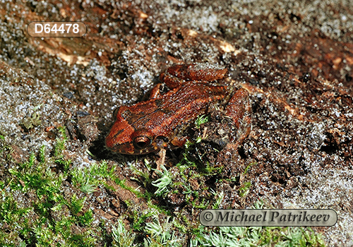 Greenhouse Frog (Eleutherodactylus planirostris)